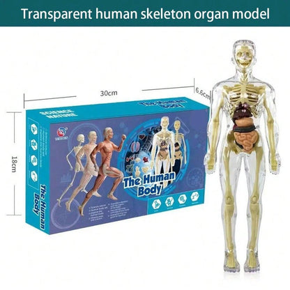 1pc Half-Body Human Organ, Bone And Skeleton Model Set Science Education Medical Teaching Diy Assembly Toy,Science,Anatomy,Toys,Science Kit,Anatomy Book,Body Anatomy,Anatomy Toy,Science Experiment,Skeleton Toys