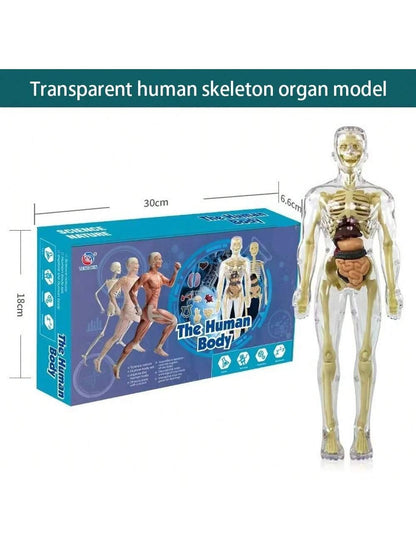 1pc Half-Body Human Organ, Bone And Skeleton Model Set Science Education Medical Teaching Diy Assembly Toy,Science,Anatomy,Toys,Science Kit,Anatomy Book,Body Anatomy,Anatomy Toy,Science Experiment,Skeleton Toys