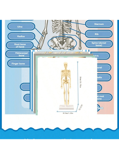 1pc Mini-Size Whole Body Human Skeleton Anatomy Model Educational Toy,Anatomy,Skeleton,Anatomy Model