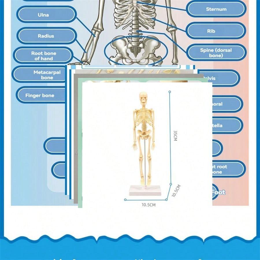 1pc Mini-Size Whole Body Human Skeleton Anatomy Model Educational Toy,Anatomy,Skeleton,Anatomy Model