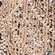 //img.ltwebstatic.com/v4/j/spmp/2025/07/31/cd/1753936407e5d761077ed4669ffdedbef82db7646f.jpg