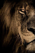 African Wild Lion Head Modular Picture - HEPSIBAH SHOP